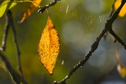 Autumn_leaf_2