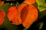 Autumn_leaf_3-e1539184021544