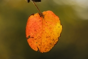 Autumn_leaf_4